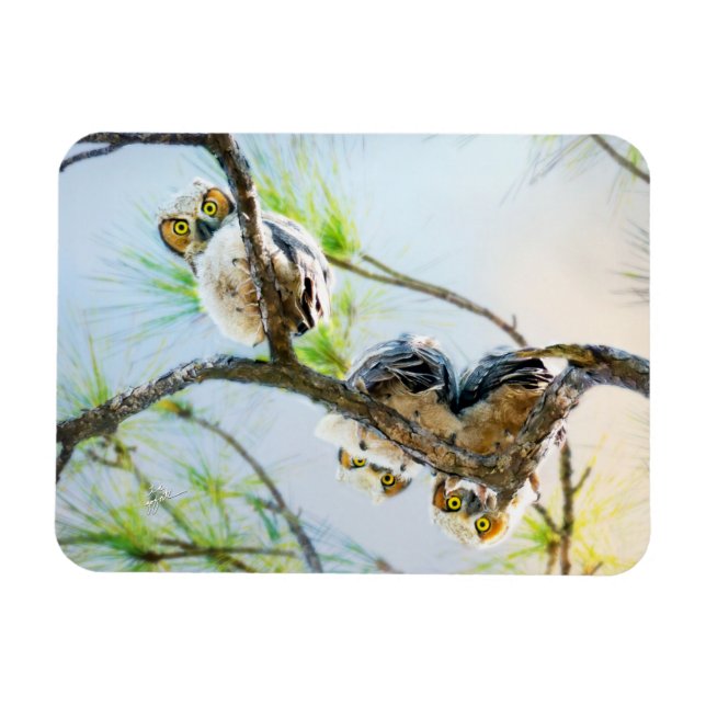 Cute Baby Uggla Wildlife Photography Magnet (Horisontell)