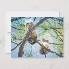 Cute Baby Uggla Wildlife Photography Modern Anteckningskort