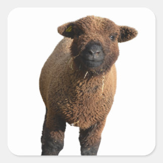 Cute Babydoll Southdown Black Lamb Fyrkantigt Klistermärke