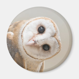 Cute Barn Uggla Magnet