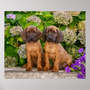Cute Bavarian Mountain Hound Puppies med blommor Poster