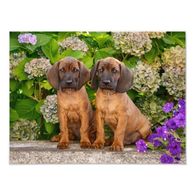 Cute Bavarian Mountain Hound Puppies with Flowers Fototryck (Framsidan)