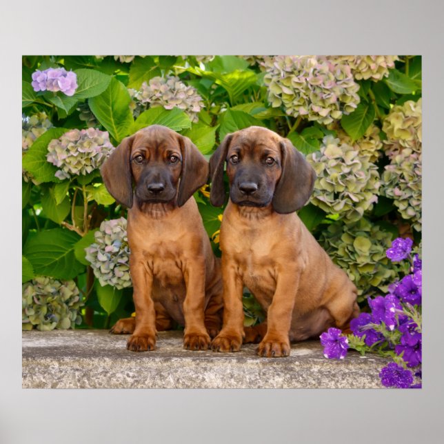 Cute Bavarian Mountain Hound Puppies with Flowers Poster (Framsidan)