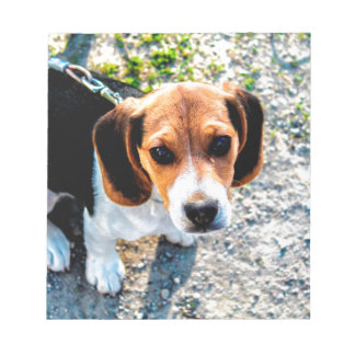 Cute Beagle Anteckningsblock
