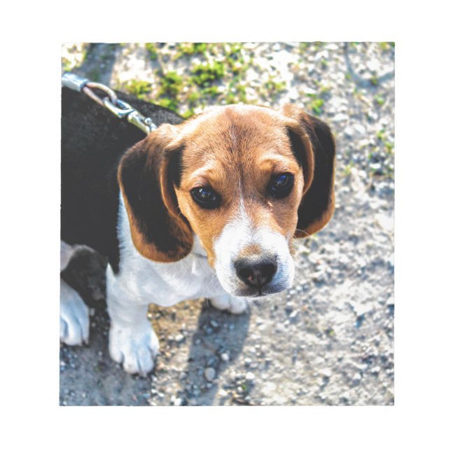 Cute Beagle Anteckningsblock (Framsida)