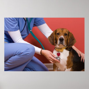 Cute Beagle Hund Hämta en veterinärkontroll Poster