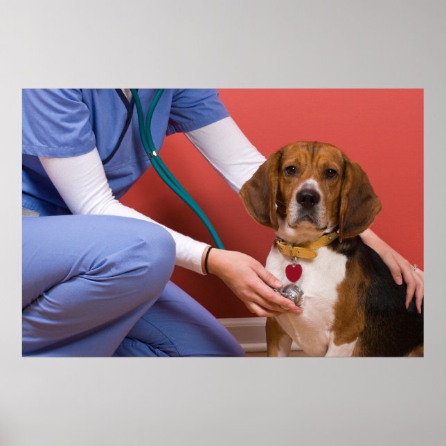 Cute Beagle Hund Hämta en veterinärkontroll Poster (Framsidan)