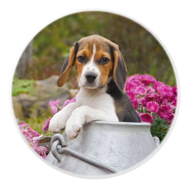 Cute Beagle Hund Puppy i Mjölk Churn - dekorativ Knopp (Framsidan)