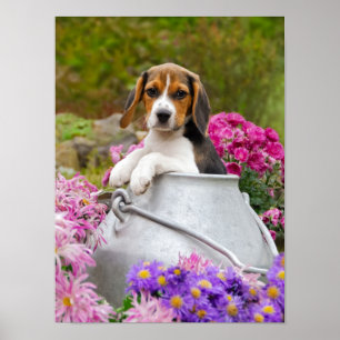 Cute Beagle Hund Puppy i Mjölk Churn, ett sällskap Poster