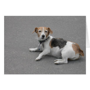 Cute Beagle Mongrel Hälsningskort