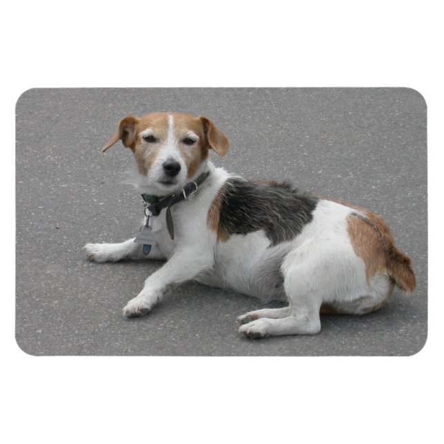 Cute Beagle Mongrel Magnet (Horisontell)