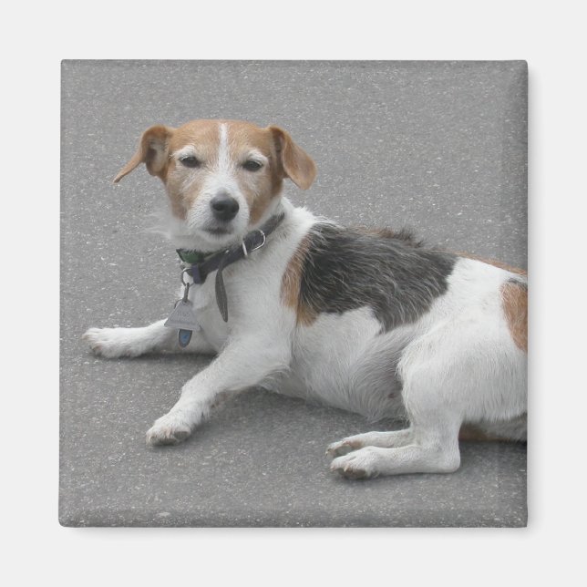 Cute Beagle Mongrel Magnet (Framsidan)