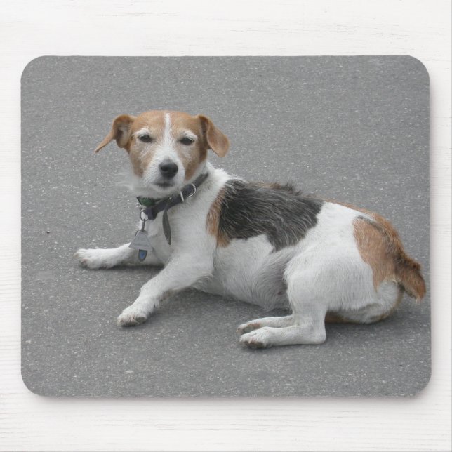 Cute Beagle Mongrel Musmatta (Framsidan)