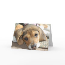 Cute Beagle Puppy Birthday Card