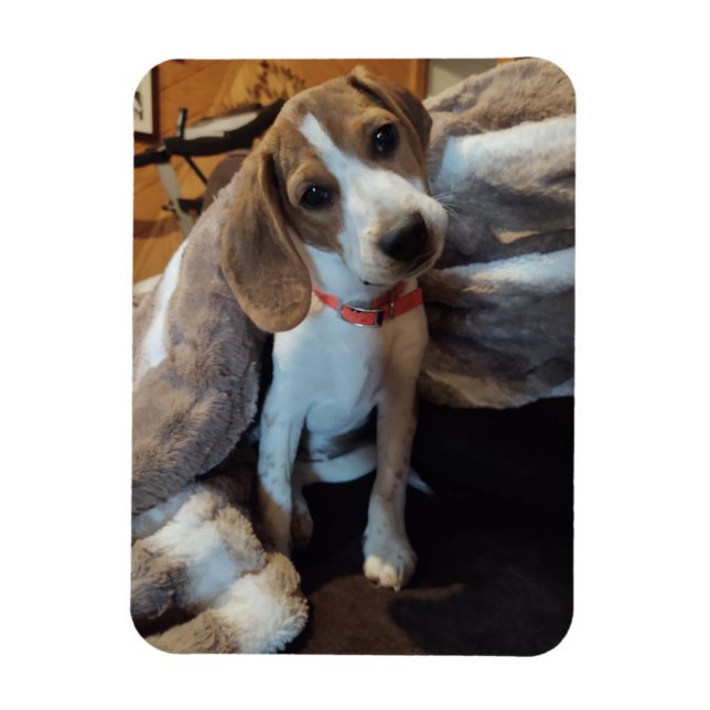 Cute Beagle Puppy med filt, böjlig magnet (Vertikal)
