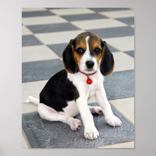 Cute Beagle Puppy Photo Poster (Framsidan)