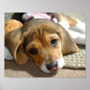 Cute Beagle Puppy Poster