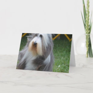 Cute Bearded Collie Kort
