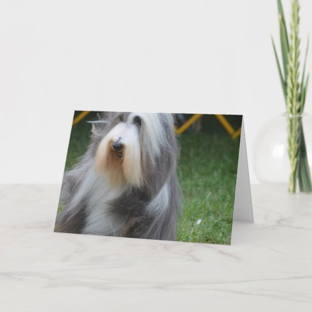Cute Bearded Collie Kort (Framsida)