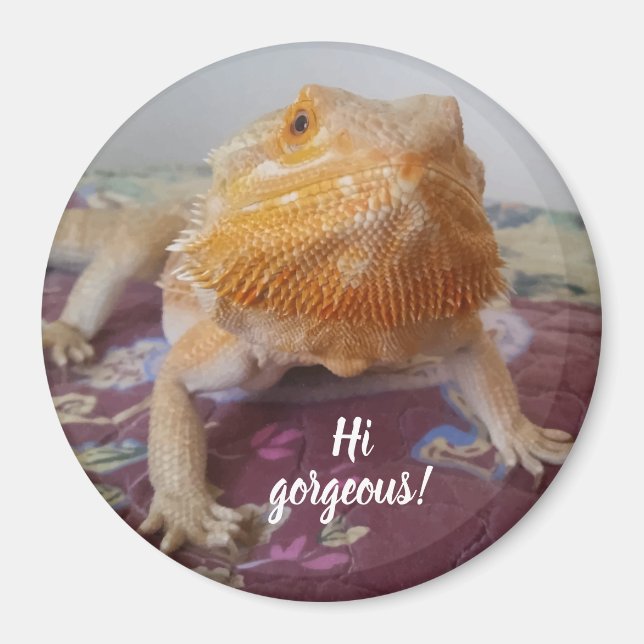 Cute Bearded Dragon Bild Magnet (Framsidan)