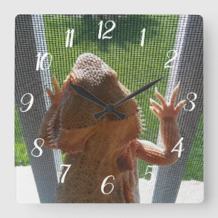 Cute Bearded Dragon klättringsfoto Skriv ut Fyrkantig Klocka