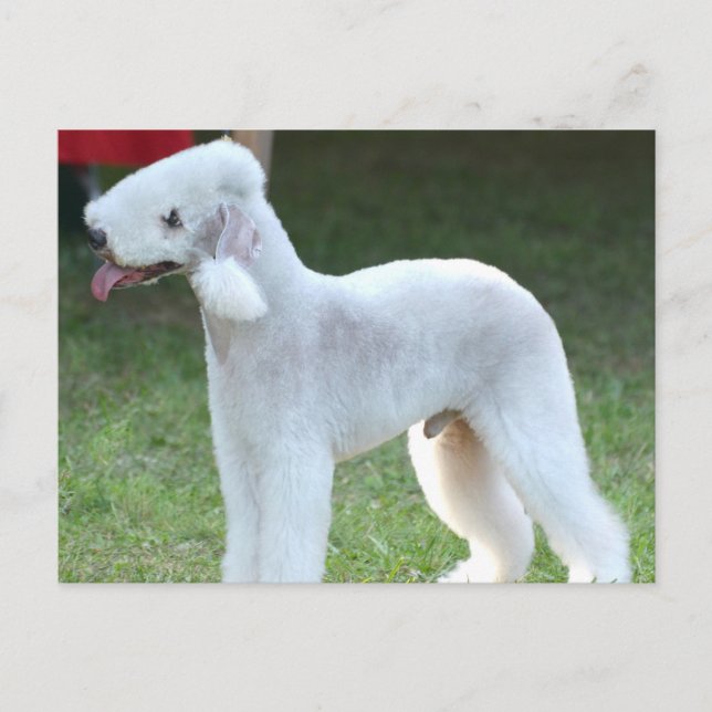 Cute Bedlington Terrier Vykort (Framsida)