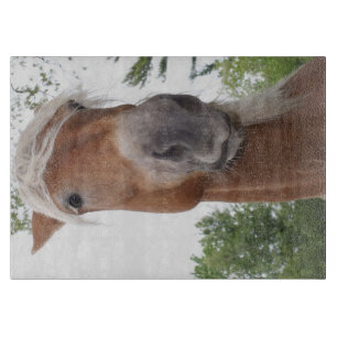 Cute Belgium Draft Horse Ansikte Animal