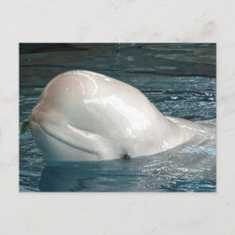Cute Beluga-val stänger ut Ansikte från Bassäng Vykort