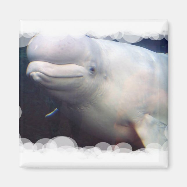 Cute Beluga Whale Magnet (Framsidan)