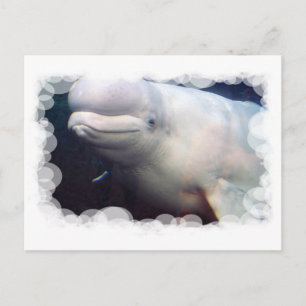 Cute Beluga Whale-vykort Vykort