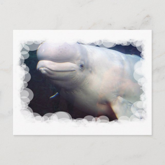 Cute Beluga Whale-vykort Vykort (Framsida)
