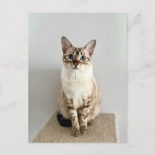 Cute Bengal Cat-vykort Vykort