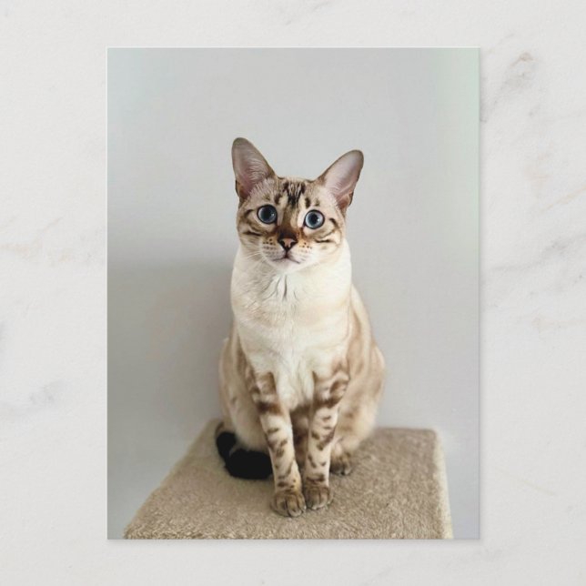Cute Bengal Cat-vykort Vykort (Framsida)
