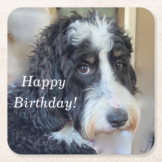 Cute Bernedoodle Underlägg Papper Kvadrat (Framsidan)
