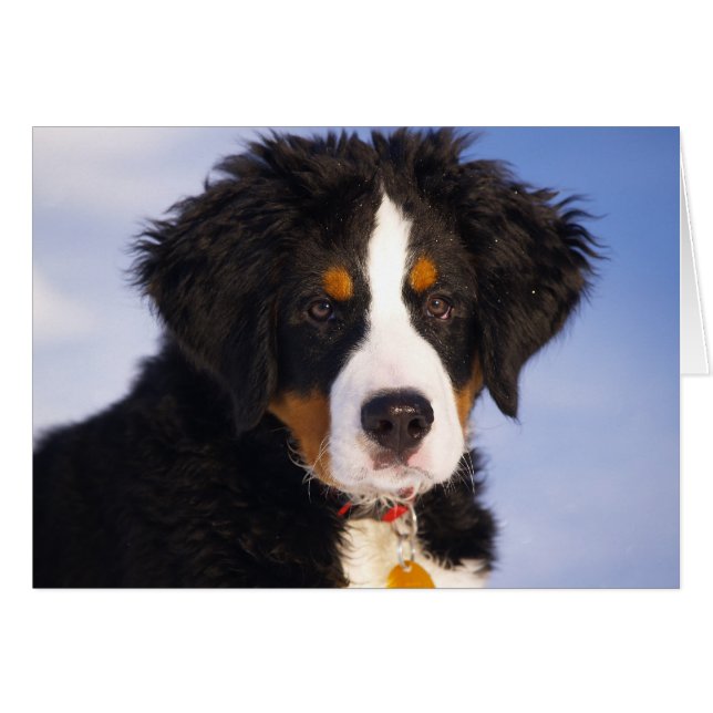 Cute Bernese Mountain Hund Puppy Bild OBS Kort (Framsidan Horizontal)