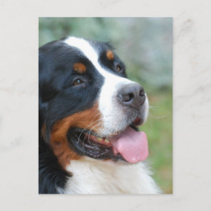 Cute Bernese-vykort Vykort
