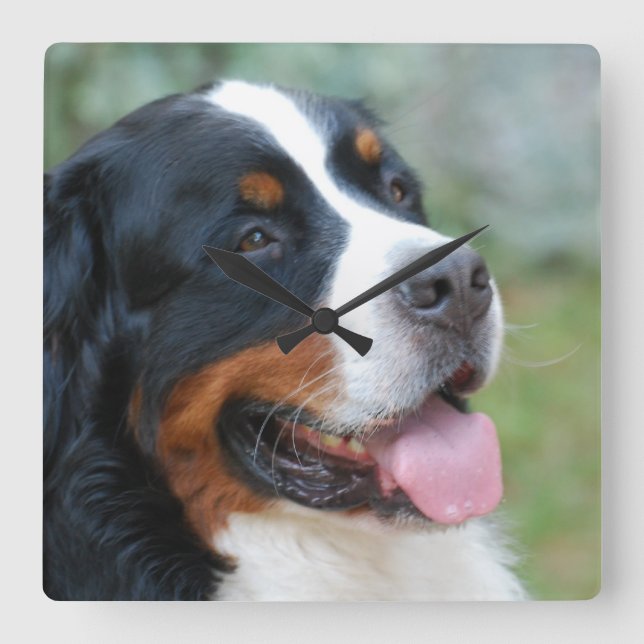 Cute Bernese Wall Clock Fyrkantig Klocka (Framsida)