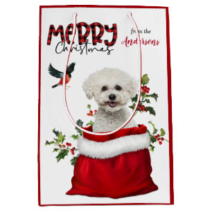 Cute Bichon Frise Hund jul