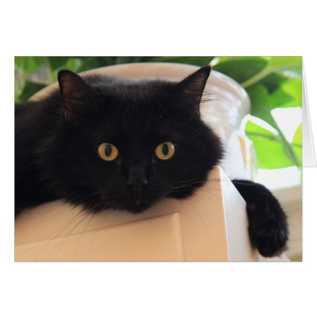 Cute Big Eyed Black Cat, tomma anteckningar OBS Kort (Framsidan Horizontal)