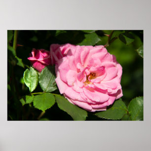 Cute big rosa ros-foto poster