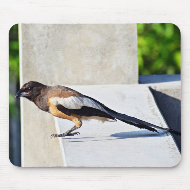 Cute Bird Musmatta (Framsidan)