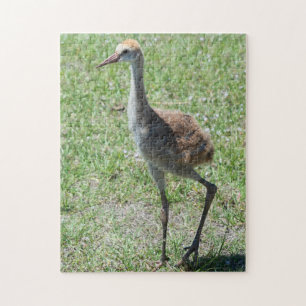 Cute Bird Nature Wildlife Florida Sandhill Crane Pussel
