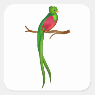Cute bird Quetzal Fyrkantigt Klistermärke
