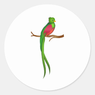 Cute bird Quetzal Runt Klistermärke