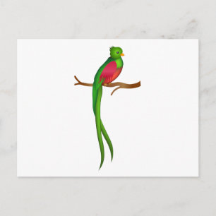 Cute bird Quetzal Vykort