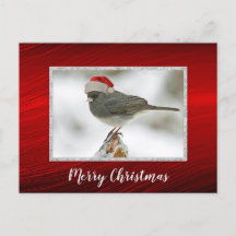 Cute Bird Santa Cap - julvykort för fotopapper