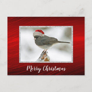 Cute Bird Santa Cap - julvykort för fotopapper Vykort