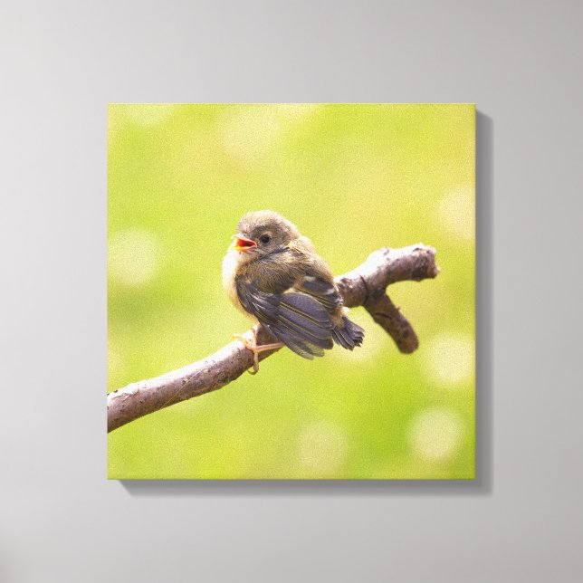 Cute bird sjunger lyckligt på en sommardag canvastryck (Framsida)