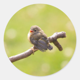 Cute bird sjunger lyckligt på en sommardag runt klistermärke