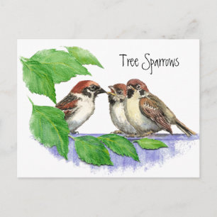 Cute Bird, Sparrow Family Vykort